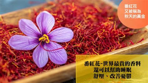 番紅花禁忌|番紅花（藏紅花）被譽為紅色黃金！一次看懂「番紅花。